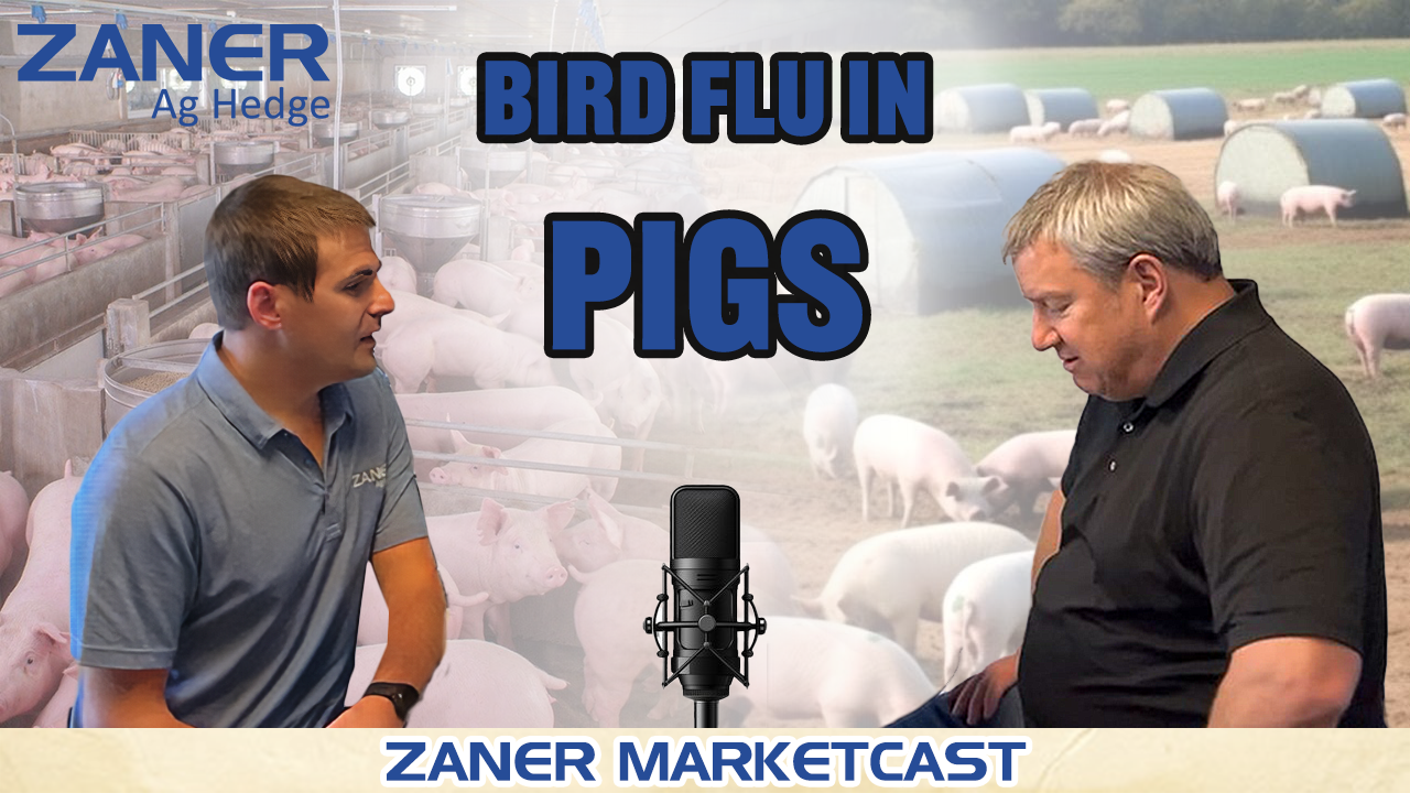 Bird Flu Is In The Pigs, Now?